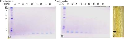 Purification, Characterization, Identification, and Anticancer Activity of a Circular Bacteriocin From Enterococcus thailandicus